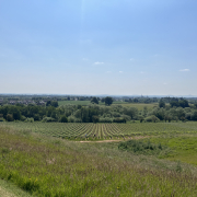 The Vineyard in June