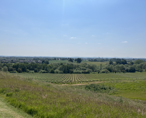 The Vineyard in June